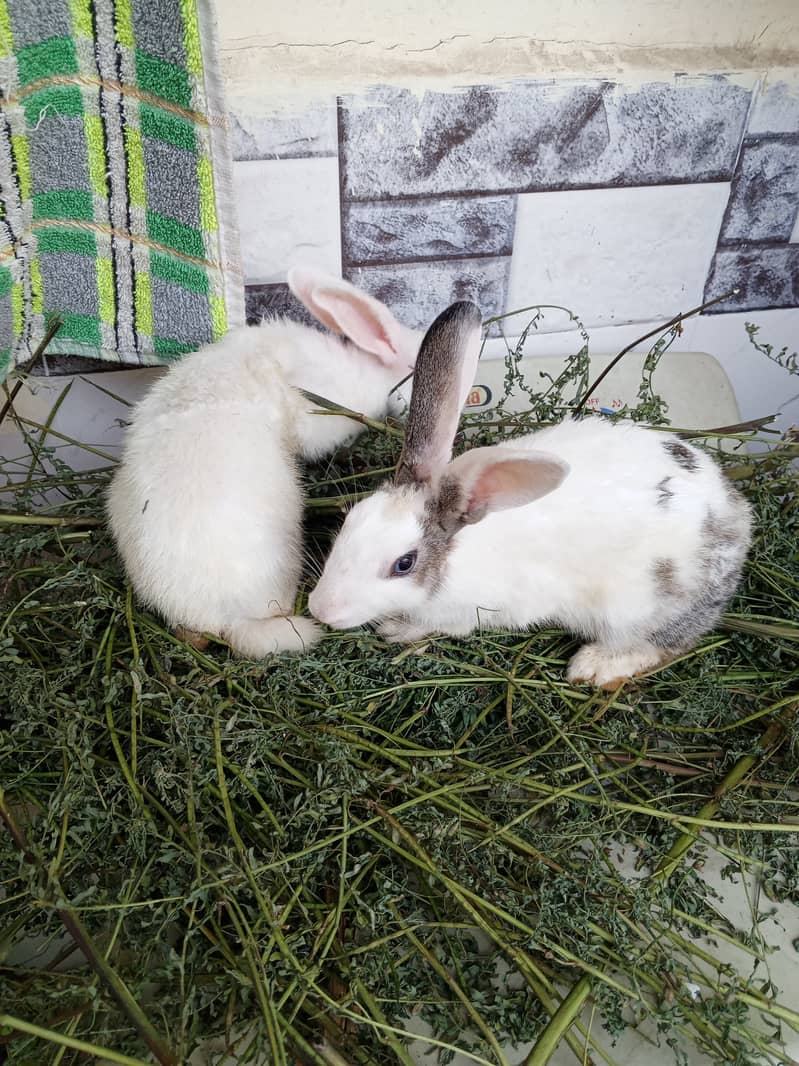 Rabbit pair in cheap price 4