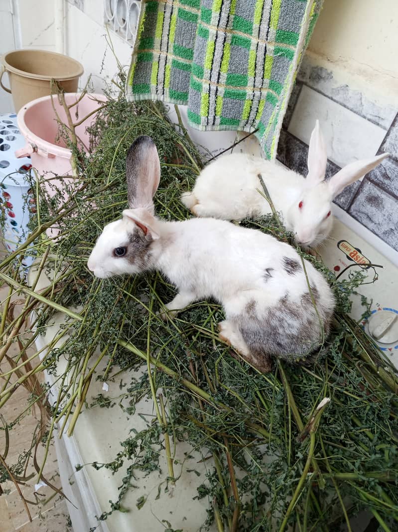 Rabbit pair in cheap price 5