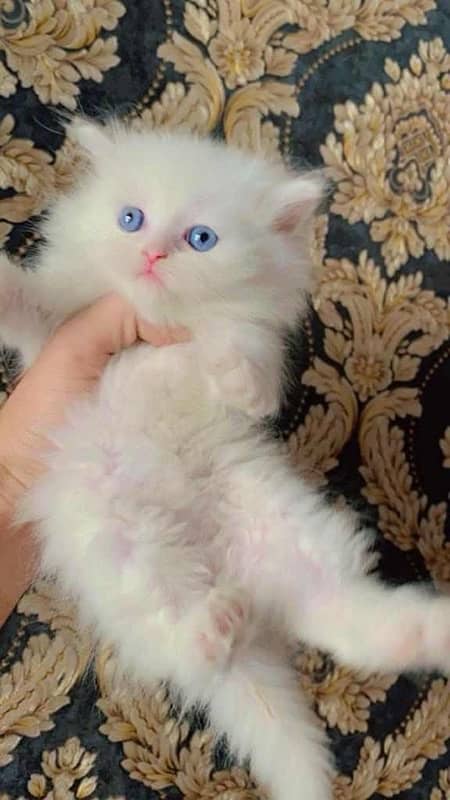 Persian kittens 4