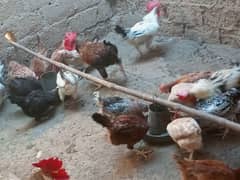 golden misri hens for sale