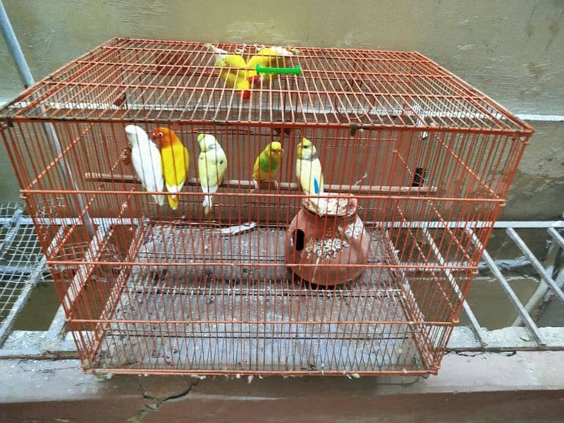 Cage for sale 2