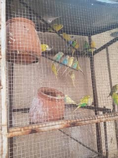 budgies for sale with iron cage