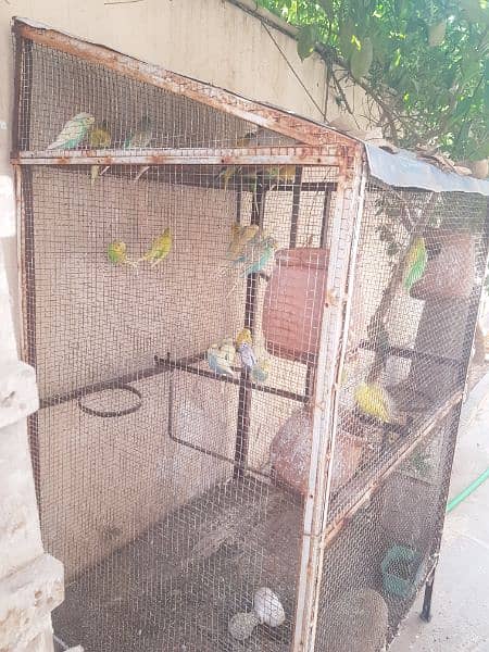 budgies for sale with iron cage 1