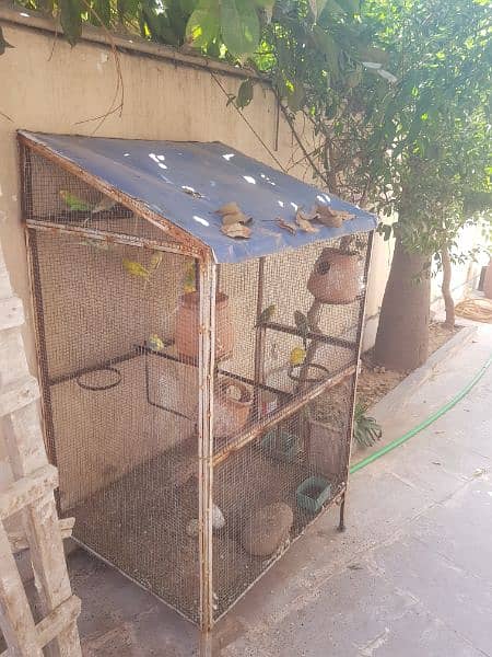 budgies for sale with iron cage 2