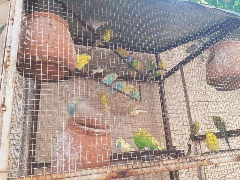 budgies for sale with iron cage 3