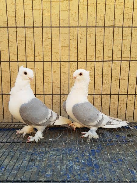 Great Opportunity Closing Setup Top quality Fancy/high Flyer pigeons 3