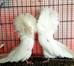 Great Opportunity Closing Setup Top quality Fancy/high Flyer pigeons