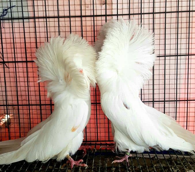 Great Opportunity Closing Setup Top quality Fancy/high Flyer pigeons 0