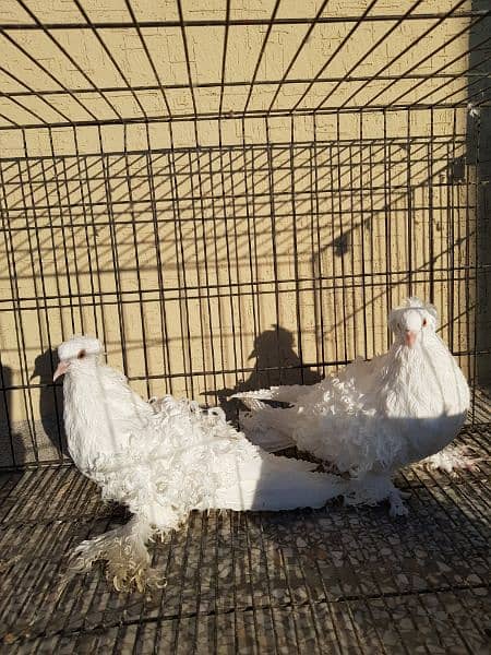 Great Opportunity Closing Setup Top quality Fancy/high Flyer pigeons 5