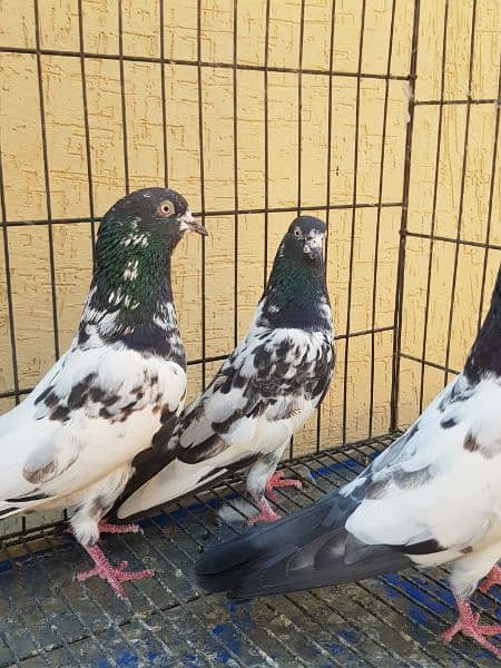 Great Opportunity Closing Setup Top quality Fancy/high Flyer pigeons 6