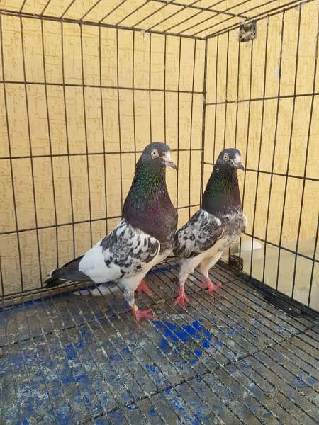 Great Opportunity Closing Setup Top quality Fancy/high Flyer pigeons 7