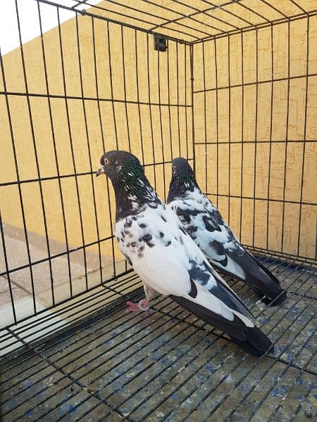 Great Opportunity Closing Setup Top quality Fancy/high Flyer pigeons 8