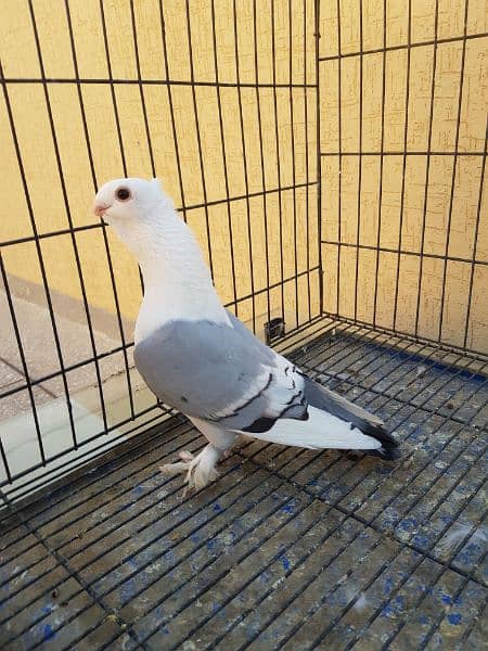 Great Opportunity Closing Setup Top quality Fancy/high Flyer pigeons 9