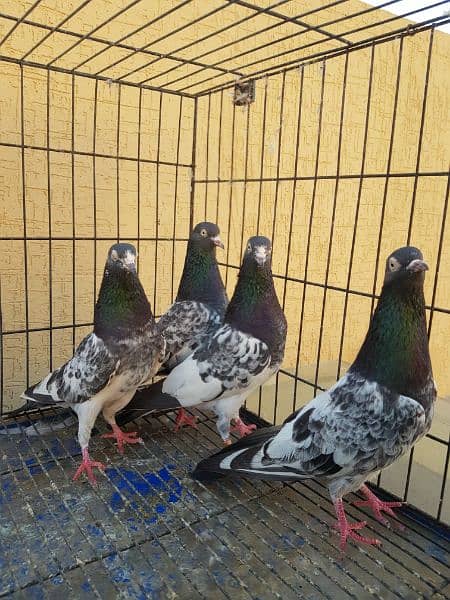 Great Opportunity Closing Setup Top quality Fancy/high Flyer pigeons 10