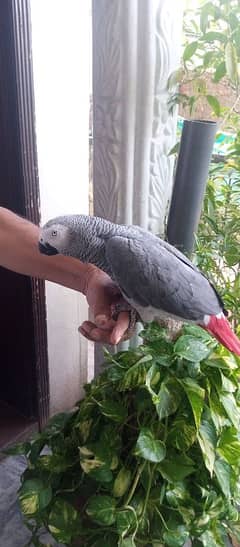 Gray parrot 0