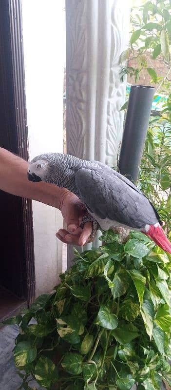 Gray parrot 0