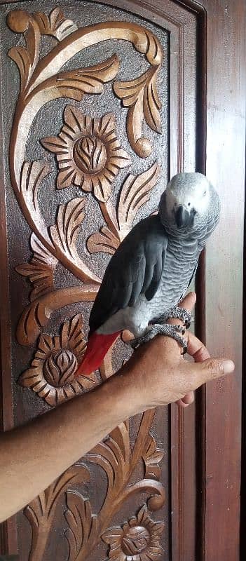 Gray parrot 1