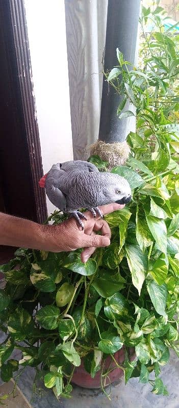 Gray parrot 2