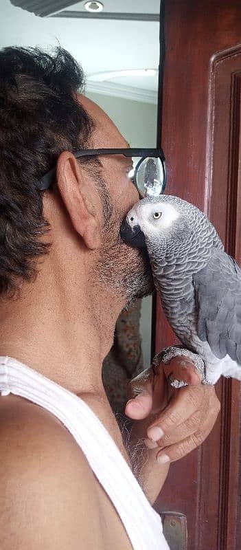 Gray parrot 3