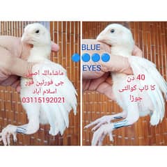 Heera Breeder / Heera Chicks / Heera Murgha/ Aseel