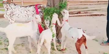 teen bacchon wali bakri for sale call 03065894128