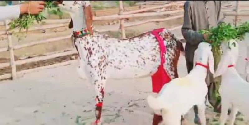 teen bacchon wali bakri for sale call 03065894128 1