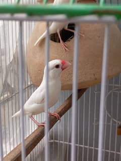 white jawa female for sale