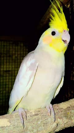 Cockatiel