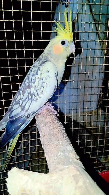 Cockatiel Sastay (Low Price) Birds 1