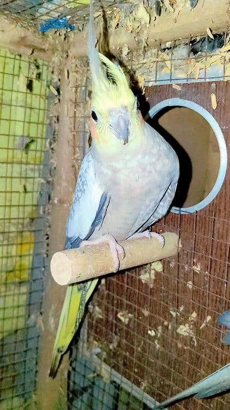 Cockatiel Sastay (Low Price) Birds 2