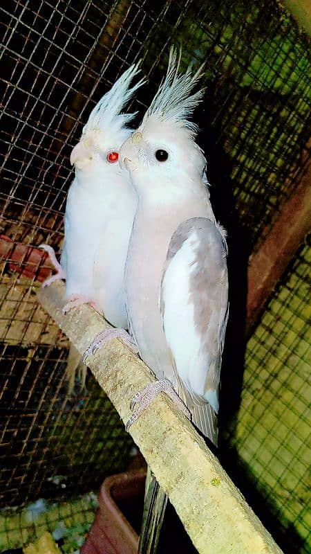 Cockatiel Sastay (Low Price) Birds 3