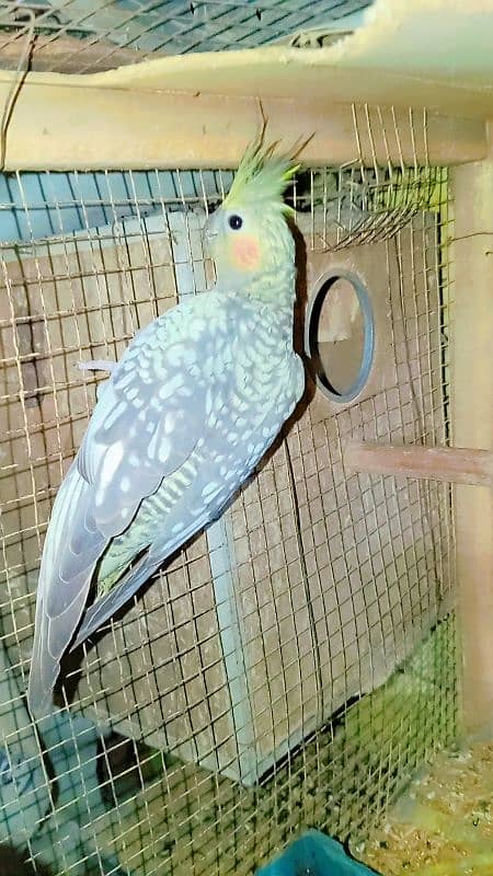 Cockatiel Sastay (Low Price) Birds 4