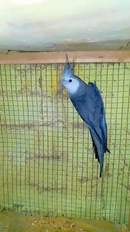 Cockatiel Sastay (Low Price) Birds 5