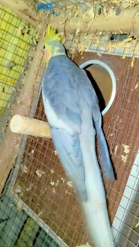 Cockatiel Sastay (Low Price) Birds 6