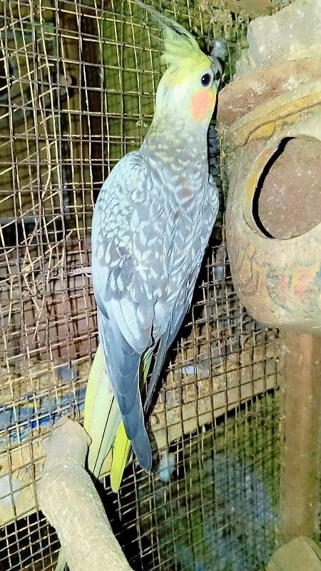 Cockatiel Sastay (Low Price) Birds 7