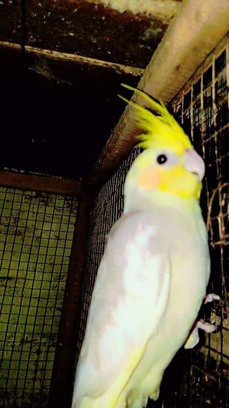 Cockatiel Sastay (Low Price) Birds 8