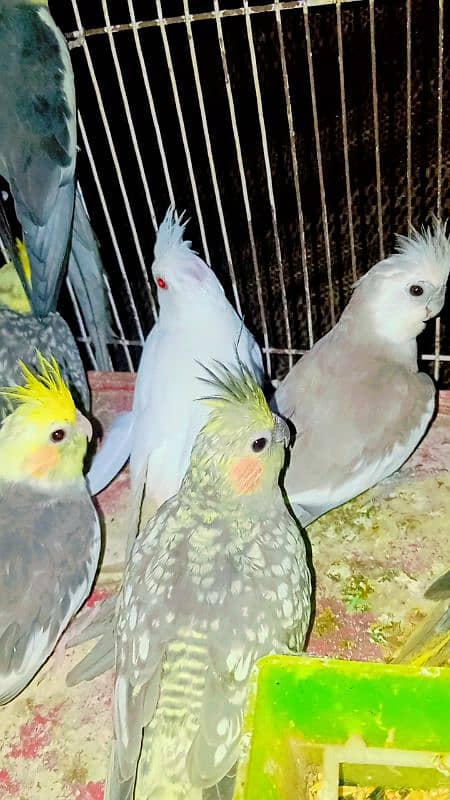 Cockatiel Sastay (Low Price) Birds 9