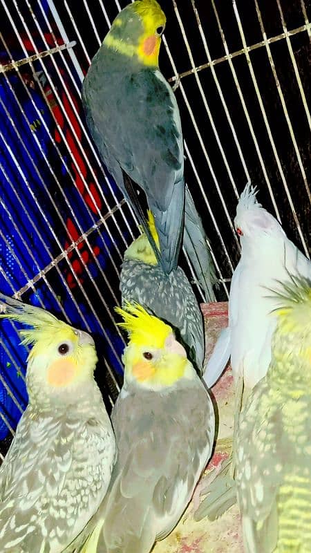 Cockatiel Sastay (Low Price) Birds 10