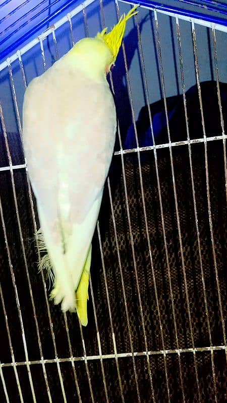 Cockatiel Sastay (Low Price) Birds 11