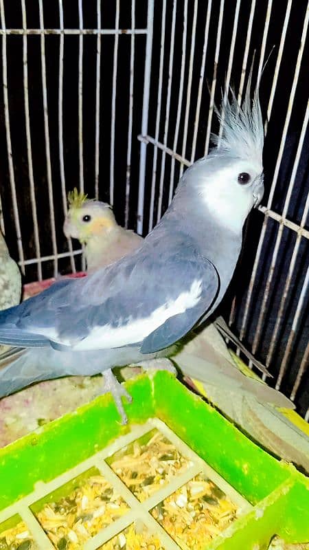 Cockatiel Sastay (Low Price) Birds 12