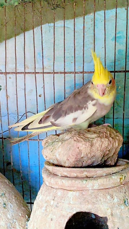 Cockatiel Sastay (Low Price) Birds 13