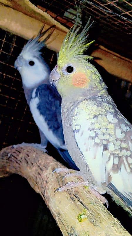 Cockatiel Sastay (Low Price) Birds 14