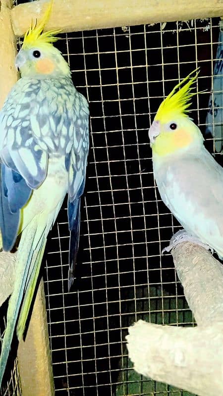 Cockatiel Sastay (Low Price) Birds 15