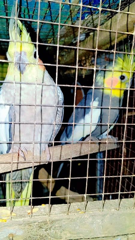 Cockatiel Sastay (Low Price) Birds 16