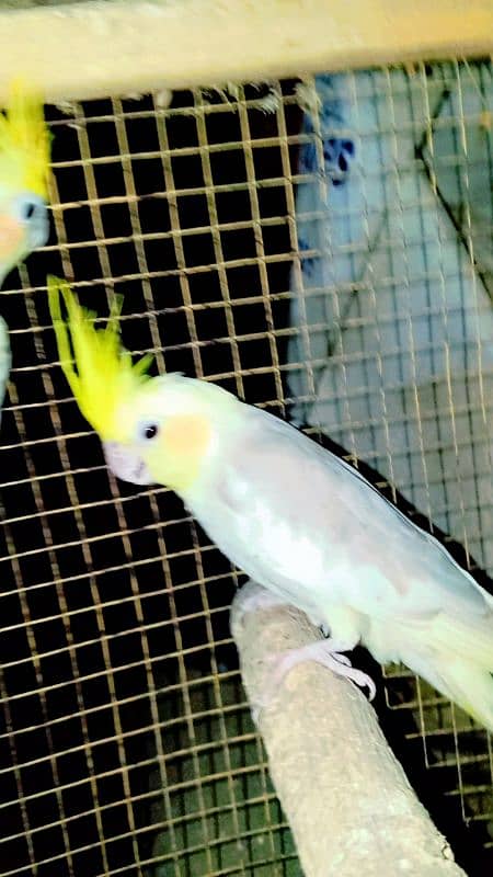 Cockatiel Sastay (Low Price) Birds 17