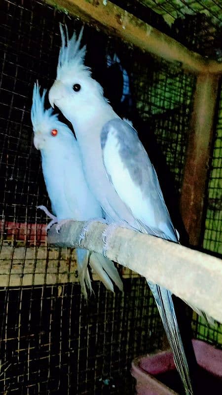 Cockatiel Sastay (Low Price) Birds 18