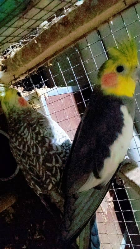 Cockatiel Sastay (Low Price) Birds 19