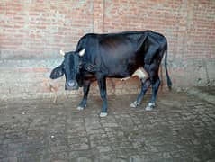 cow Sath bachra hy 15 din ki gaban hy 6kilo confirm dood