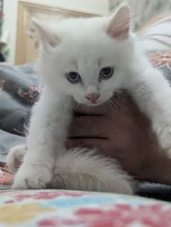 persian  male kitten 0