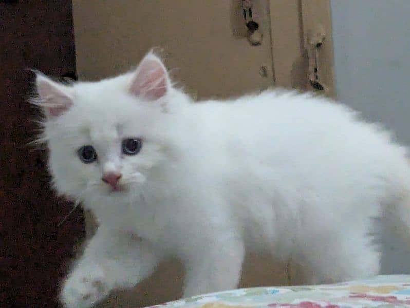 persian  male kitten 1